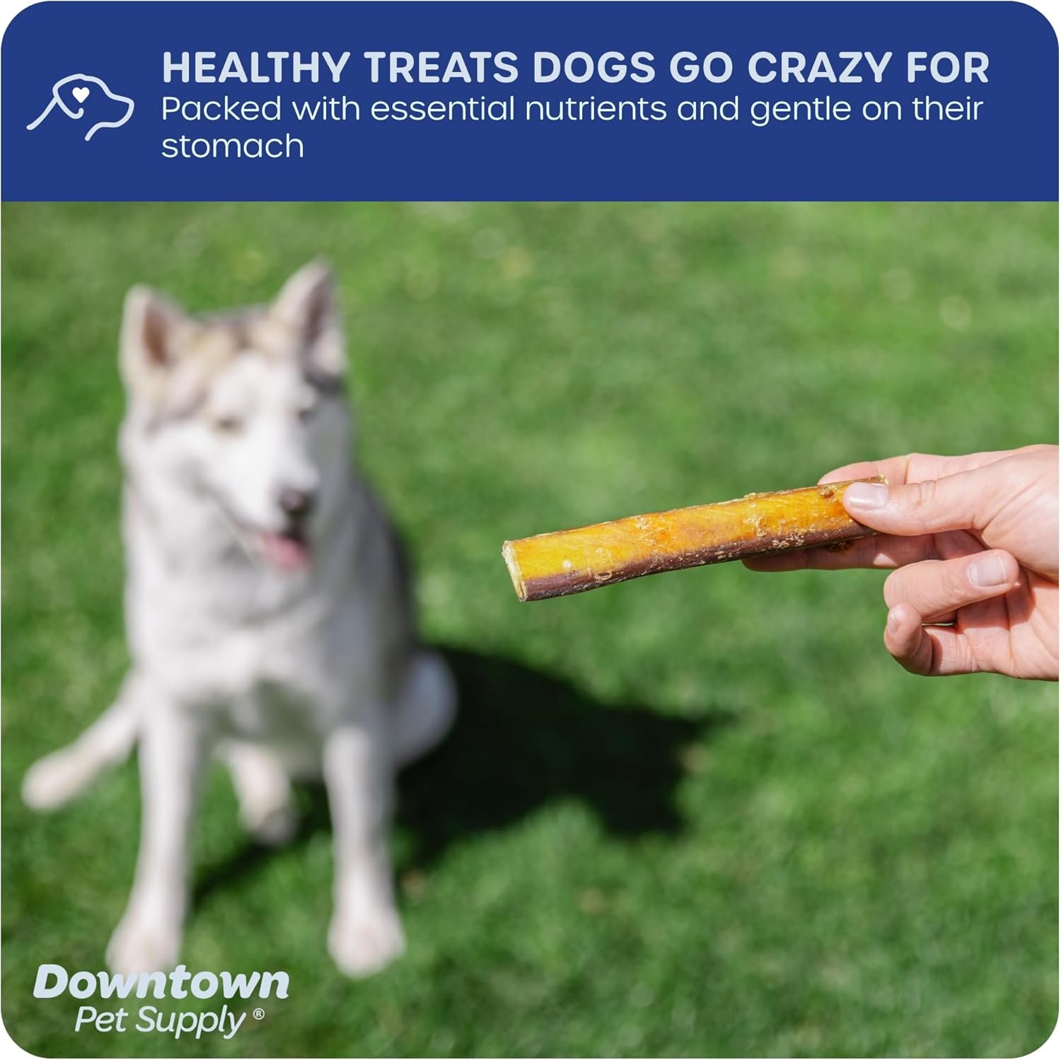 Downtown Pet Supply Jumbo Bully Sticks for Dogs - Natural Beef Chews, Low-Odor & Rawhide-Free, Long Lasting Dog Treats for Aggressive Chewers - Healthy, Safe & Delicious Chews Dogs Love (6" 24 Pack) - Image 4