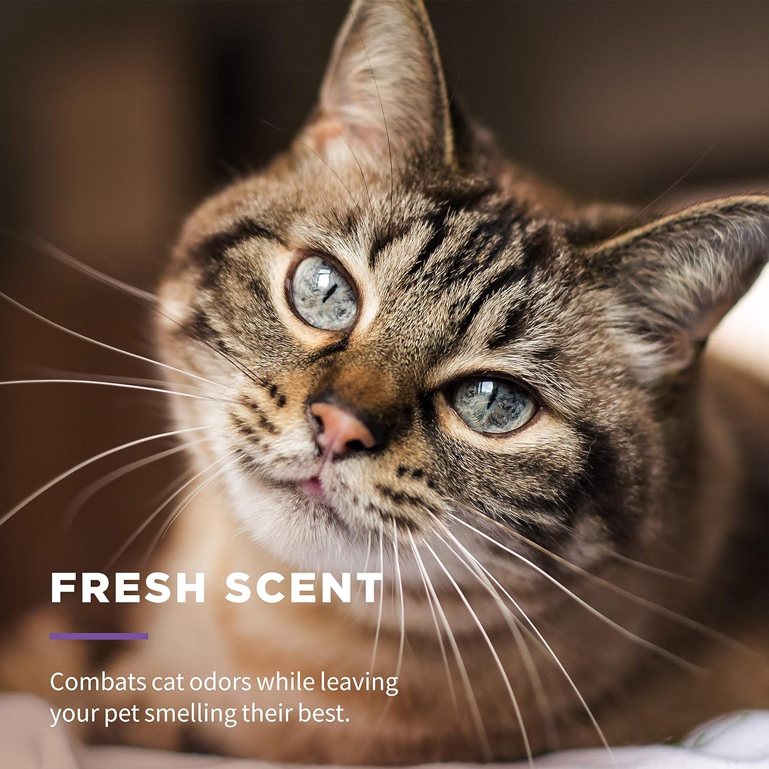 Wet Ones for Pets Freshening Multipurpose Wipes for Cats with Aloe Vera, Fresh Scent - Easy to Use Cat Cleaning Wipes for Pet Grooming, 100 Count - 12 Pack - Image 6